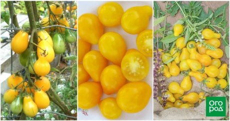 Детерминантные и индетерминантные помидоры и их особенности